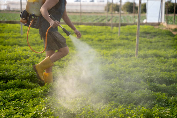 Best Ant Control Services  in Stockbridge, GA